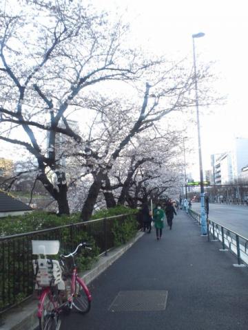 Sakura_02_c