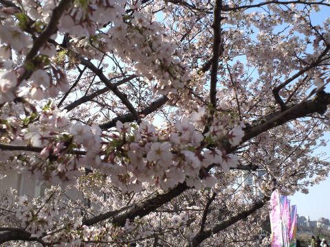 sakura5_s