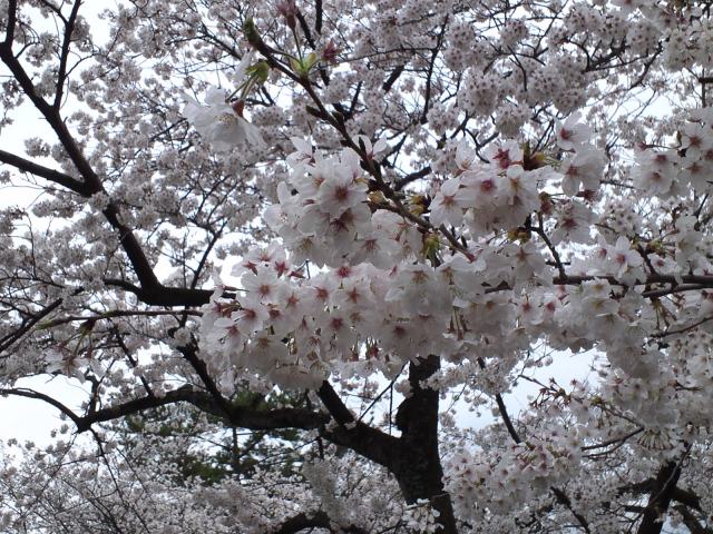 小田原城の桜 - 4