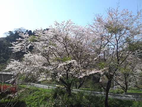 桜