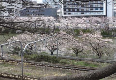 Sakura_03_c