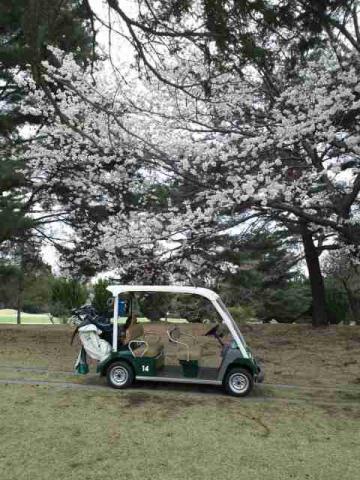 昭和の森ゴルフコースの桜 - 2