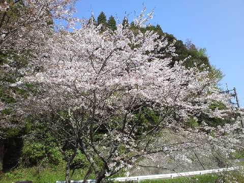 桜
