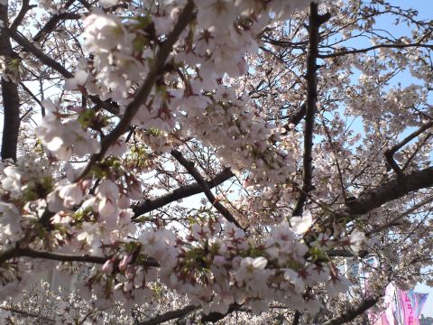 sakura4_s
