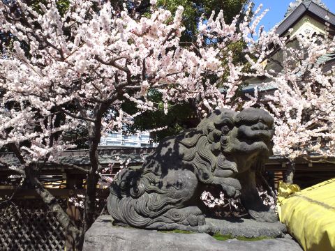 ume2_s