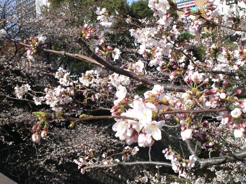 sakura7_s