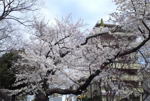 Sakura_05_c