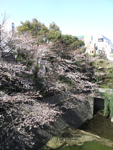 sakura10_s