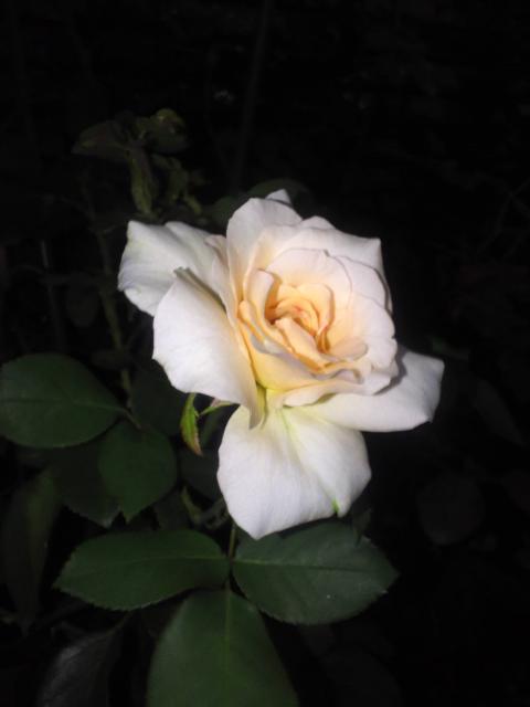 rose19