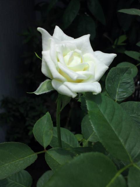 rose16