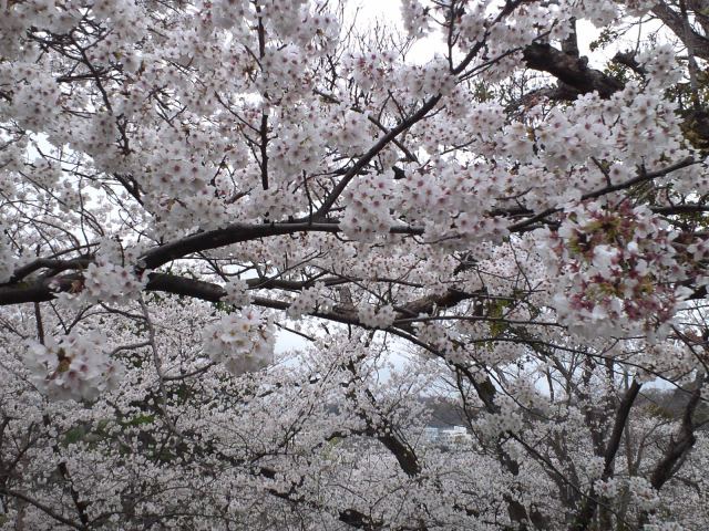 小田原城の桜 - 3