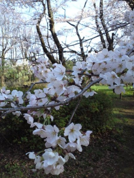 桜