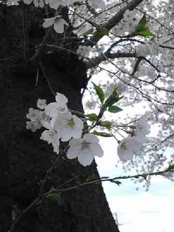 桜
