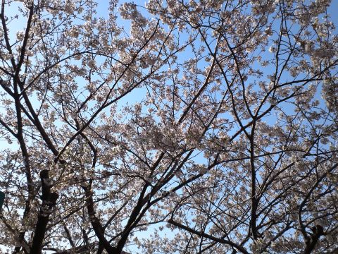sakura1_s