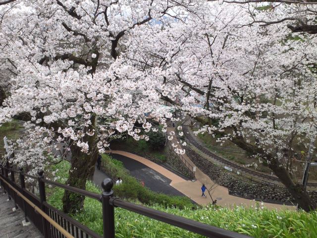 小田原城の桜 - 1