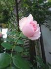 rose1