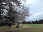 昭和の森ゴルフコースの桜 - 1