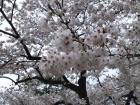 小田原城の桜 - 4