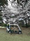 昭和の森ゴルフコースの桜 - 2